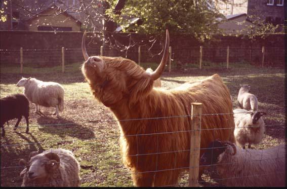 Smith publicity 'Coo' Hamish before he moved to Kilmahog.