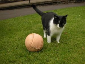 Museum cat Oswald and the replica world's oldest football