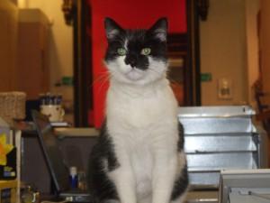 Oswald the black and white cat of the Stirling Smith Museum sitting on the Reception desk.