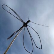 dragonfly 1